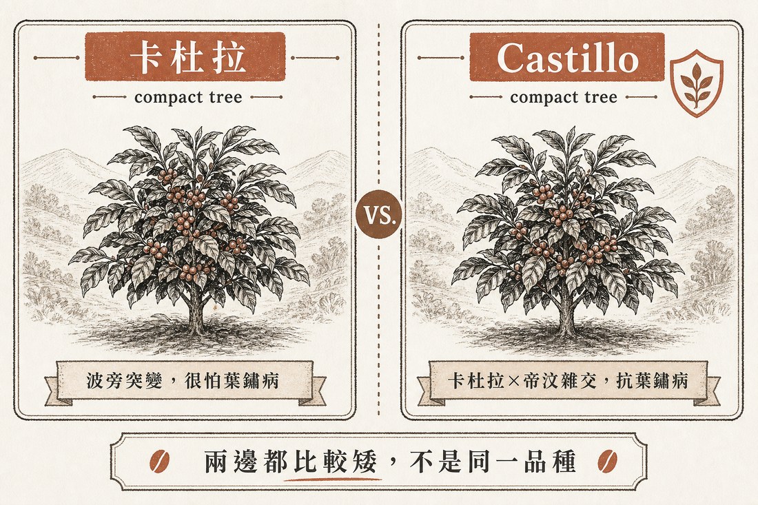 容易感染葉鏽病的卡杜拉與具有葉鏽病抗性的 Castillo 對照，兩者都是矮生植株