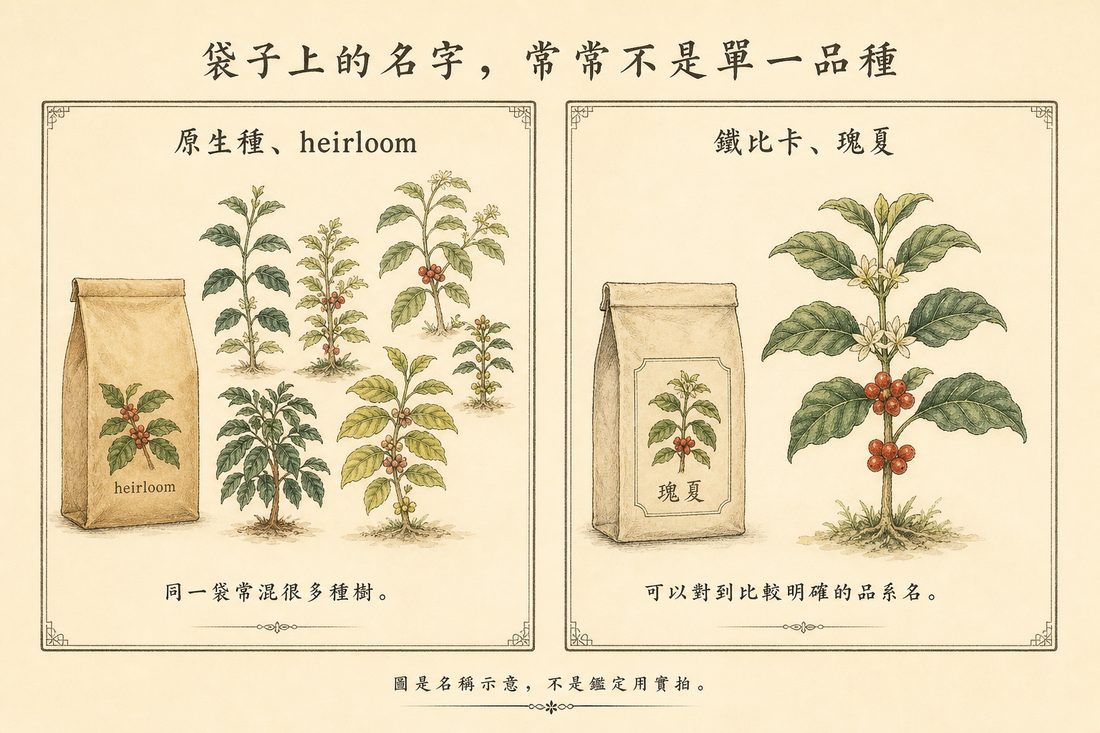 原生種或 heirloom 可能包含多種咖啡樹，與來源較明確的鐵比卡、瑰夏品系對照