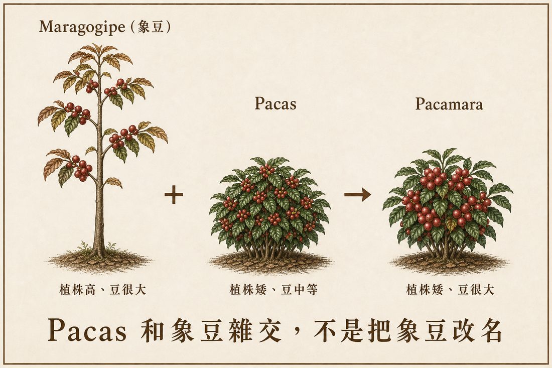 象豆的植株高大、豆粒很大，Pacas 的植株矮小、豆粒大小中等；雜交育成的 Pacamara 兼具矮生植株與大顆豆粒